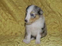 puppies