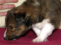 puppies