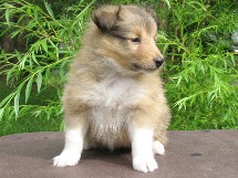 puppies