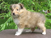 puppies