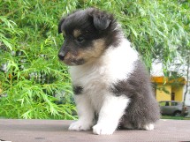 puppies