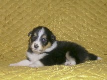 puppies
