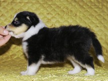 puppies