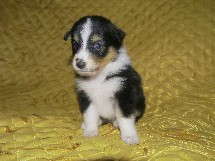 puppies