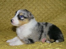 puppies