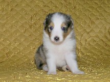 puppies