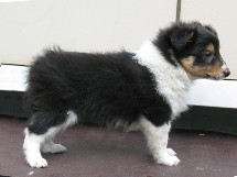 puppies