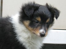 puppies