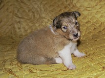 puppies
