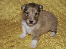 puppies