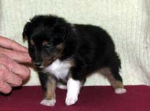 puppies