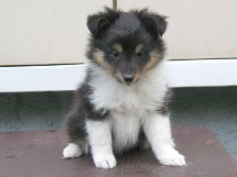 puppies