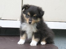 puppies