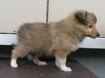 puppies
