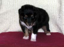 puppies