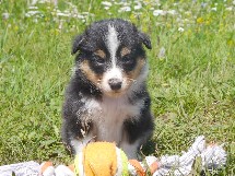 puppies