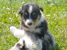 puppies