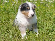 puppies