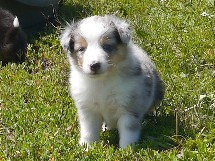puppies