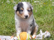 puppies