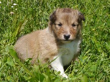 puppies