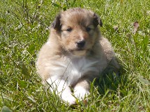 puppies
