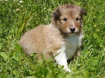 puppies