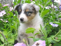puppies
