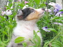 puppies
