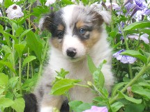 puppies