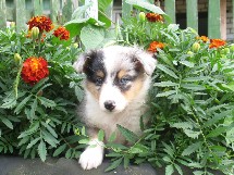 puppies