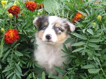 puppies