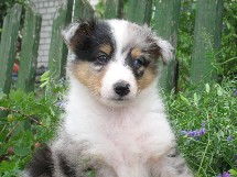 puppies