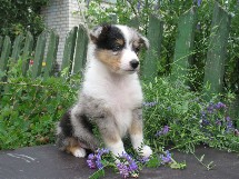 puppies