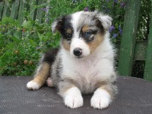 puppies