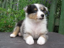 puppies