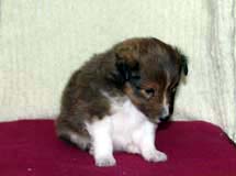 puppies