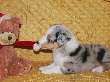 puppies