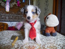 puppies
