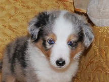 puppies