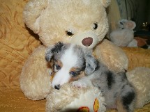 puppies