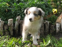 puppies
