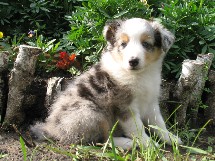 puppies