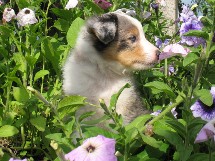 puppies