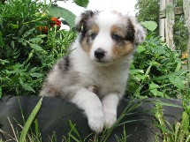 puppies