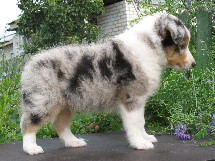 puppies