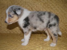 puppies