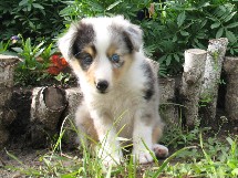 puppies