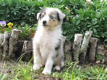 puppies
