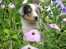puppies
